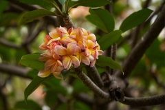 DSC_7073crhf