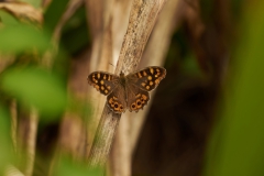 DSC_7223hf