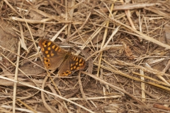 DSC_8300hf