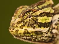 chameleon