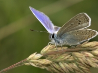 commonblue