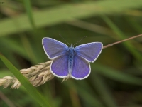 commonblue2