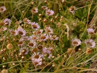 seasideflowers