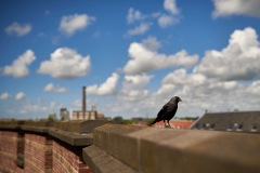 crow