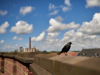 Leiden